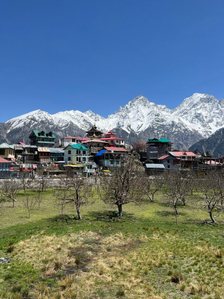 Beautiful pink apricot blossoms blooming in Kalpa, Himachal Pradesh, with the snowy Kinner Kailash mountains in the background during March.