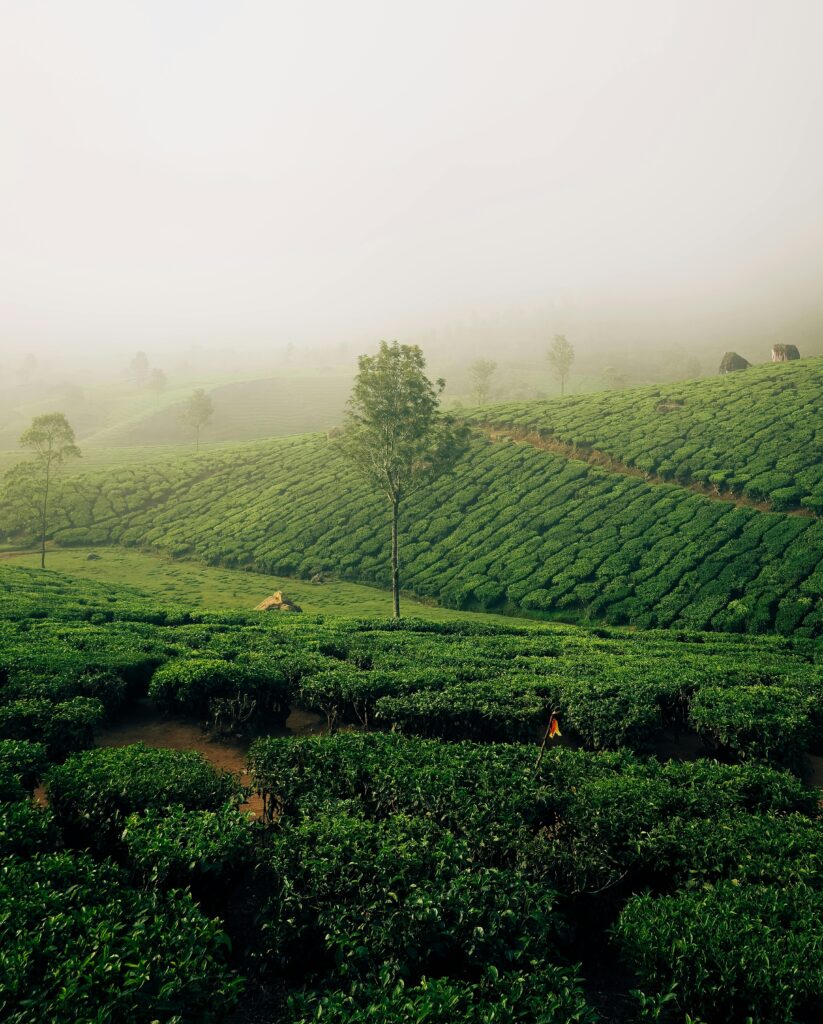 2026 summer escapes India - Valparai tea estates. Scenic view of the lush green tea gardens in Valparai, Tamil Nadu, covered in morning mist.